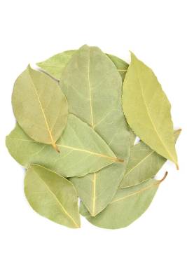 Laurel Leaves Dry