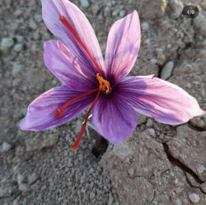 Pure Sargol Saffron